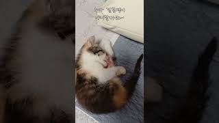 아기고양이 미스고 샤워후 그루밍 깔끔쟁이 아깽이 shorts 고양이일상 냥줍 고양이입양 kitten 새끼고양이구조 grooming [upl. by Darsie]