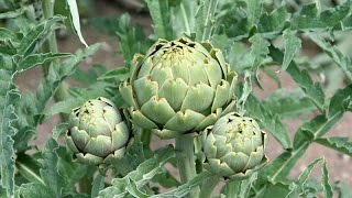 How to Grow Artichokes Start to Finish  Complete Growing Guide [upl. by Inimod]