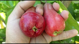 Pero de agua pomarrosa morita del Perú manzana de agua manzana malaya Syzygium malaccense [upl. by Colinson3]