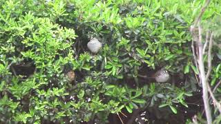 Birds in the Pyracantha Hedge [upl. by Eanel559]