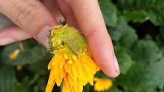 Plutella xylostella Diamondback Moth Larva [upl. by Yrdua]