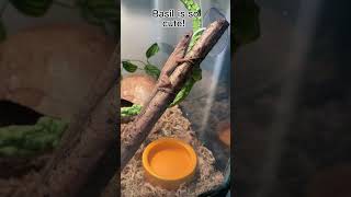 Basil is so cute cute lizard pet anole [upl. by Blancha]