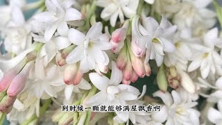 现在已入夏，种上几盆“香水花”，很快就能绽放，花期特别长 [upl. by Arabel835]