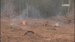 🌳⚠️ Más de 500 hornos de carbón ponen en peligro el bosque de San Rafael [upl. by Margaretta]