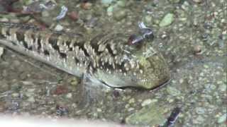 Fish In Trees  Mudskippers In Mangroves [upl. by Lorn611]