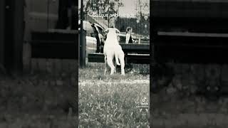 Dogo argentino and friends [upl. by Yesnel]