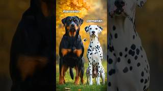 The Insane World of Dog Fusion Hybrids shorts dogs hybrids [upl. by Reitman]