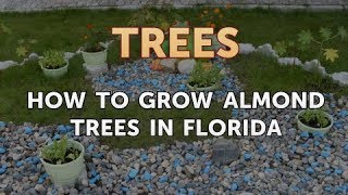 How to Grow Almond Trees in Florida [upl. by Manoff141]