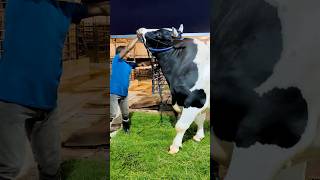 1200 Holstein Friesian bull from Brownies Ranch [upl. by Lleinnad]