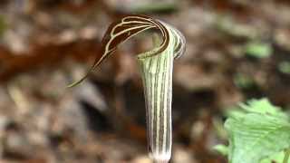 Jack in the Pulpit Arisaema triphyllum [upl. by Llenad22]