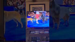 Our dogs are watching the National Dog Show [upl. by Ivetts]