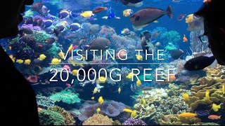 20000g Reef  Learn how it is maintained all these years [upl. by Washington]