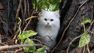 Beautiful White Persian Cat with Blue Eyes [upl. by Bendick47]