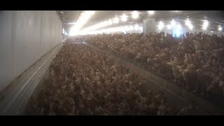 Nellies Free Range Eggs Consumer Fraud Class Action Filed by Wigdor LLP and PETA  NBC News 3719 [upl. by Arul]