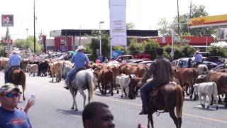 Cattle Drive of 2015  Dayton TX [upl. by Shere111]