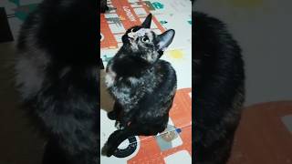 amor es amor de todos2315 cat gatos gatitos tiktok mexico españa barcelona argentina 😘😘 [upl. by Auhs]