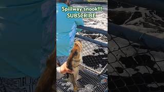 Spillway snook subscribe spillwayfishing spillway snook ortonalock spillwaysnook fyp viral [upl. by Atteuqram]