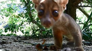 fossa babies run off with camera [upl. by Nolubez715]