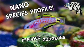 PEACOCK GUDGEONS Keeping Feeding amp Breeding  Species Profile [upl. by Meingoldas]