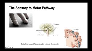 The Science of the Somatosensory System with Dr Emily Splichal [upl. by Atnoled]