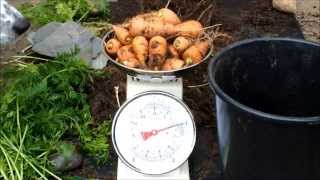 Grow Carrots Over 2 pounds of Carrots from a small bucket stood on a patio [upl. by Adamek]