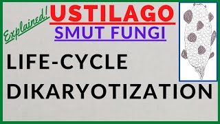 Fungus Ustilago  Smut Fungi  Smut Disease  Dikaryotization  Life Cycle Alternation of Generation [upl. by Riffle]