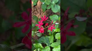 Flowers of Plumbago indica [upl. by Rafferty961]