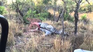 Leopardo leva susto após carcaça de zebra quotexplodirquot veja vídeo [upl. by Eigger752]