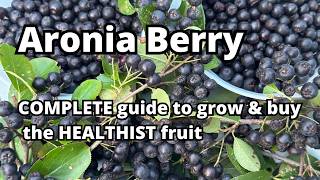 Aronia Berry Chokeberry Aronia melanocarpa – how to grow it pick it buy it and eat it garden [upl. by Mckenna953]