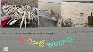 Pulicat lake ❤️sullurpeta  sriharikota sriharikota pulicatlake birds flemingo sullurpeta [upl. by Melvina]