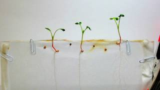 Time Lapse of Radish Seeds  White Background [upl. by Burwell512]