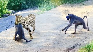 Leopard Pulls Off Perfect Ambush on Baboon  But they Fight Back [upl. by Nitsruk]