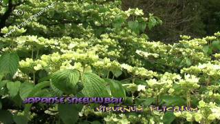 Viburnum plicatum Shasta  Japanse sneeuwbal [upl. by Deach]