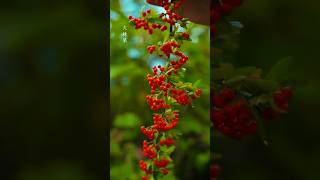 A sweet made from pyracantha fruit pyracanthafruit sweetmade sweetpyracantha cooking asmr typ [upl. by Nauqan]