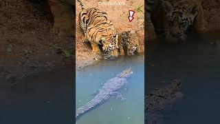 WOW BUAYA MENDATANGI DUA ANAK HARIMAUcrocodile aniamls feedshorts vidioshorts [upl. by Ydne]