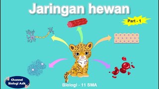 Jaringan hewan part 1  Biologi kelas 11 SMA [upl. by Ahseket]