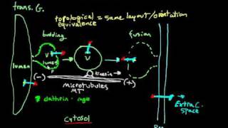 exocytosis vesicular transport [upl. by Remmus]