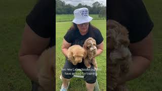 Labradoodle Puppy Training  welcome to our Puppy Stay and Train program dogtraining brisbane [upl. by Ashton]