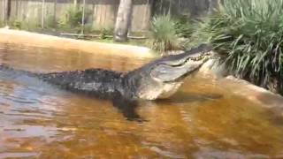 Cannibal Our largest alligator bellowing He is impressive [upl. by Aseeram922]