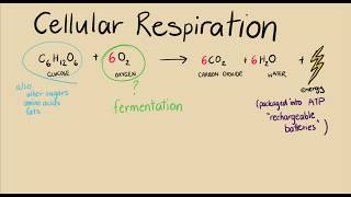 One more thing on cell respiration  Energy for cells  meriSTEM [upl. by Berman]