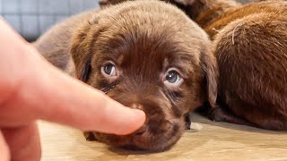 Booping Chocolate Labrador Puppies [upl. by Maxia]