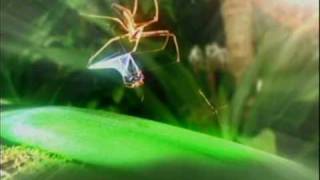 Im a celebrity cutscene spider web catch [upl. by Jacklin578]