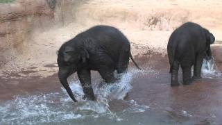 Elephant Habitat Expansion at the Houston Zoo [upl. by Ailhat152]