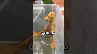 Bañe A Mis Patos Por Primera Vez 😱🦆🚿 [upl. by Lemuela100]