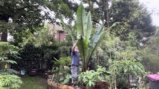 Ensete ventricosum Hiniba  It’s HUGE [upl. by Ahsram]