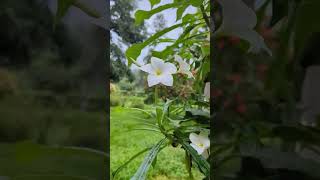 White frangipani flower Plumeria pudica whiteflower nature beautifulflower naturalattraction [upl. by Neelyhtak788]