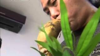 Brothers play music with vegetables [upl. by Leuneb]