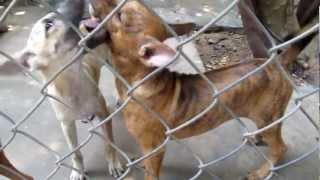 Phu Quoc Ridgeback Dogs [upl. by Cowden]