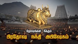 தோஷங்கள் நீக்கும் பிரதோஷ நந்தி அபிஷேகம்  pradosha nandi abhishekam [upl. by Robb516]