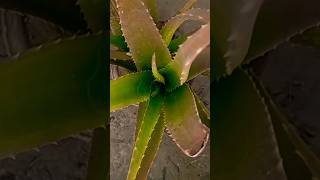 Our fresh aloe Vera plants trending subscribe foryou shorts ytshorts viralshorts reels yt [upl. by Robinette630]